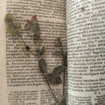 Fiori essiccati in un libro di Svetonio Fiori essiccati in un libro di Svetonio