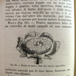 Manuale Hoepli sulla botanica Manuale Hoepli sulla botanica