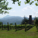 I filari delle viti davanti a casa Pascoli I filari delle viti davanti a casa Pascoli